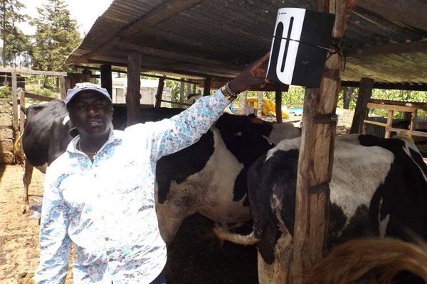 Kenyan Dairy Farmers Use Reggae Music To Arouse Milking Cows ...