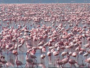 Queen Elizabeth National Park